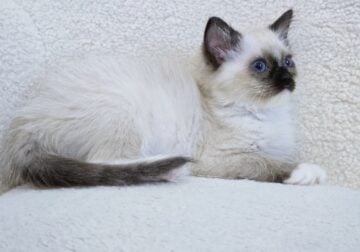 Ragdoll kitten