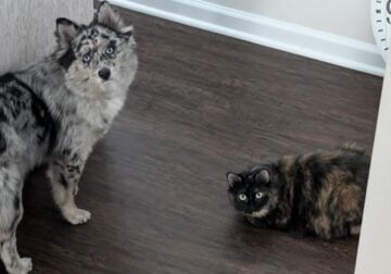Pomsky 1 year old Female