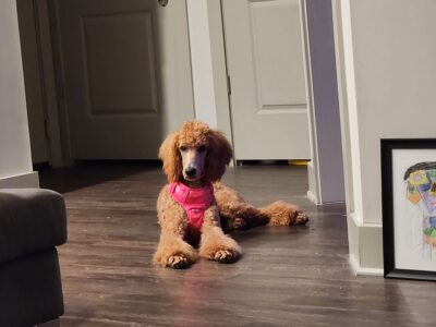 Standard Poodle Puppy 36 weeks