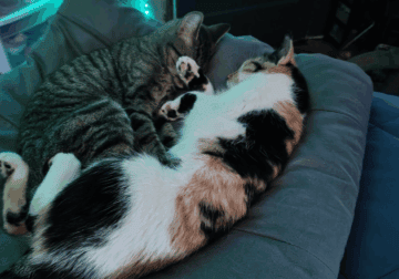 Cats/ Mommy and daughter!