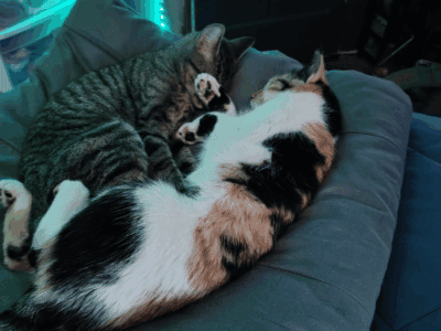 Cats/ Mommy and daughter!