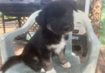 Husky retriever male puppies