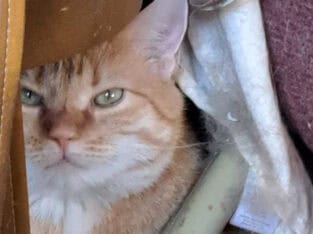 I have 3 cats that I need to get rid off.