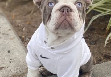 male frenchie