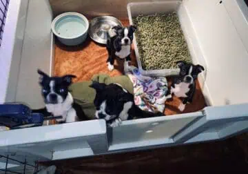 Boston Terrier Puppies ( small )