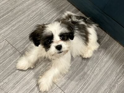 CKC HAVESHU FEMALE PUPPY