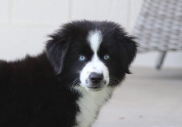 Black Bi Mini Aussies Male