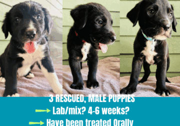 FREE PUPPIES
