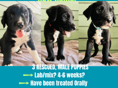 FREE PUPPIES