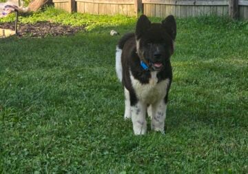 Akita Puppy