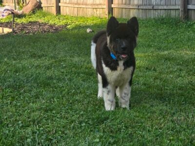 Akita Puppy