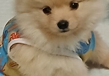 2 femaĺe pomeranians for sale
