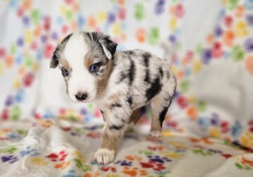 Blue Eyed Blue Merle Aussie Girl