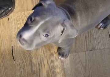 Bluenose pitbull