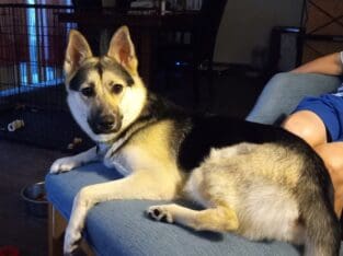 Beautiful German Shepherd Husky Needs Forever 🏡