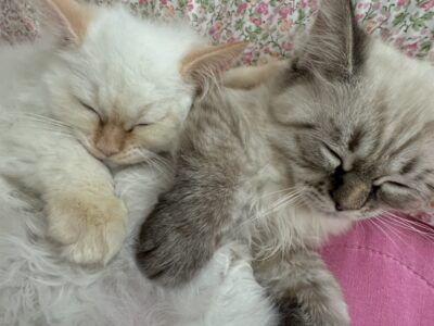 Blue eyes Brothers looking for a new home