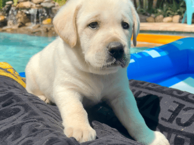 Pablo AKC Yellow Lab