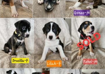 Puppies ready for loving home