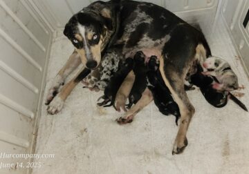 Tess’ 2025 Catahoula puppies