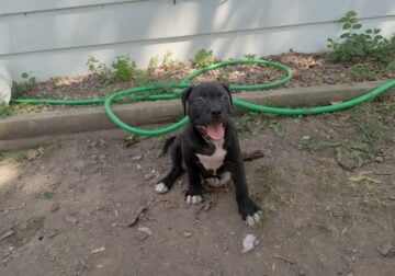 AMERICAN PITBULL TERRIER PUPPIES