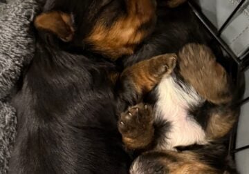 Yorkie female puppies