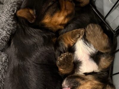 Yorkie female puppies