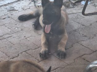 Malinois Belgium shepard