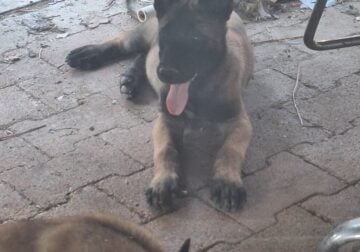 Malinois Belgium shepard
