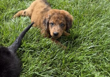 Female doodle puppy for sale