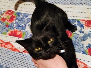 Young black female cat for adoption