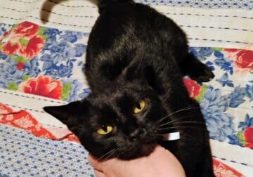 Young spayed female cat