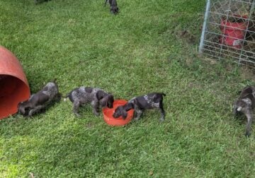 Carlys Litter