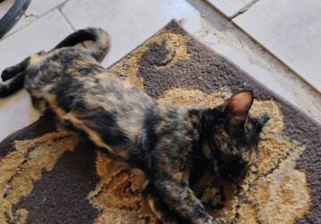 Looking to re-home my cats they have papers.
