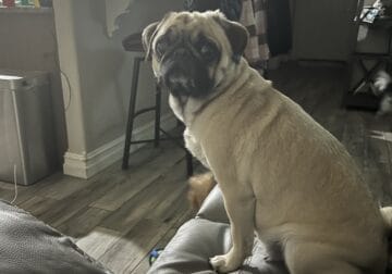 Need to re- home a female Pug
