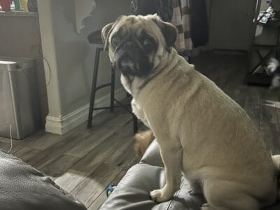 Need to re- home a female Pug