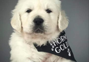 Maximo Golden Retriever