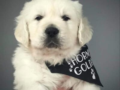 Maximo Golden Retriever