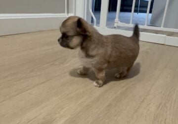 🐾 Say Hello to Boo – The Tiny Teacup Princess! 🐾