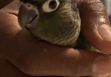 Greencheeks