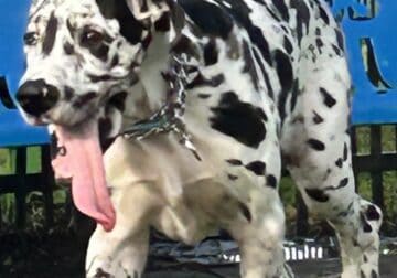 Harlequin puppy