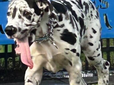 Harlequin puppy