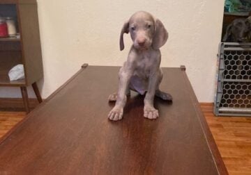 Puppies for Sale #2