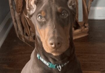 Doberman puppies for sale