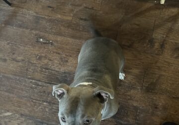 My sweet Pele needs a new home.