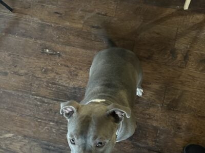 My sweet Pele needs a new home.