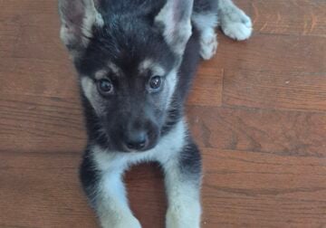 Male Husky/German Shepherd Mix