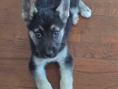 Male Husky/German Shepherd Mix