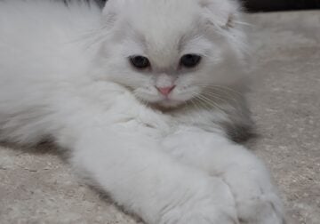Highland scottish fold