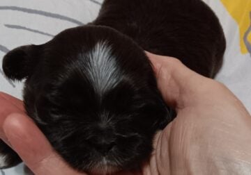 SHIH-TZU PUPPIES