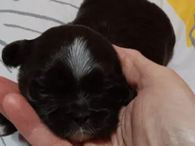 SHIH-TZU PUPPIES